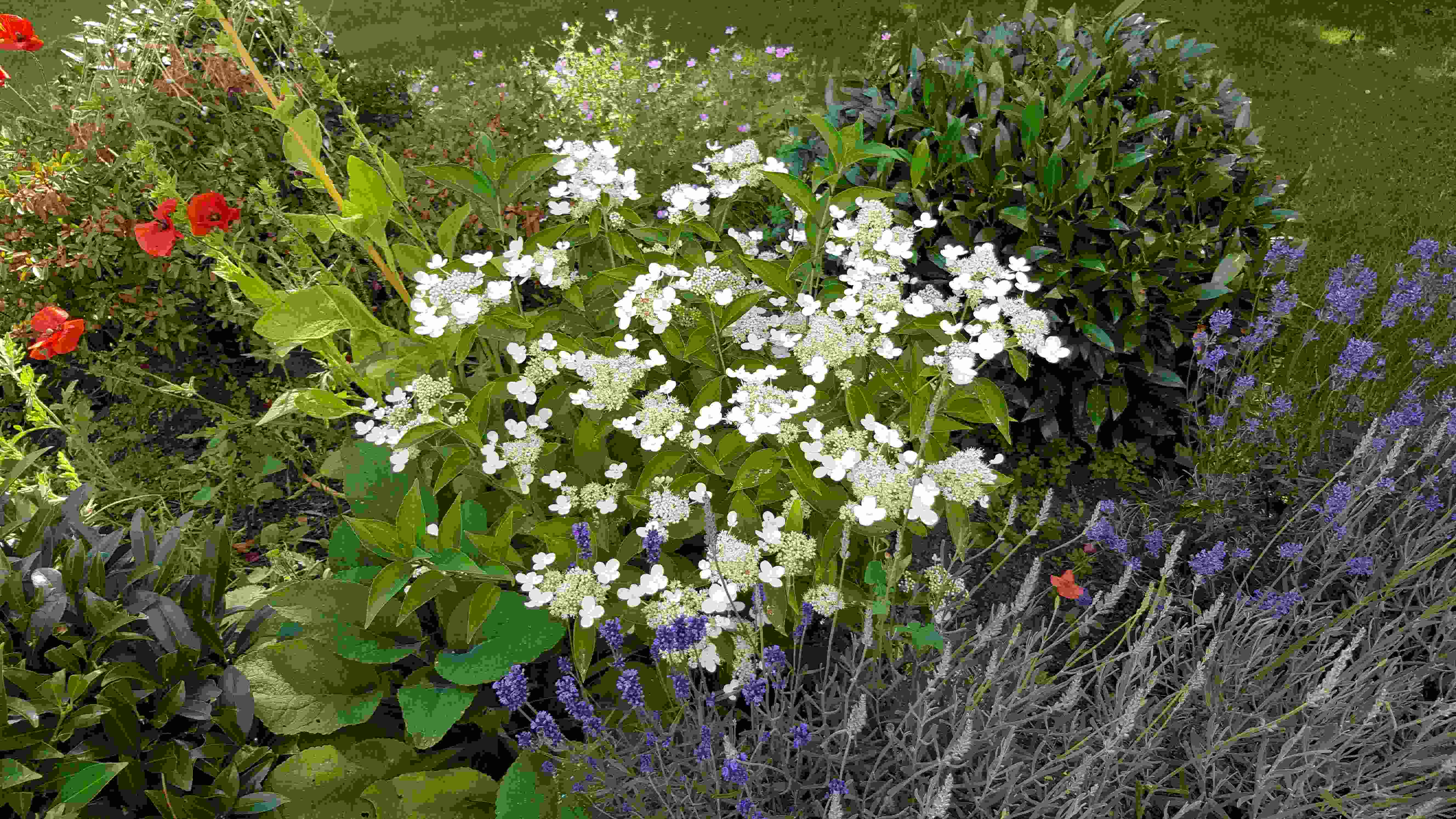 hortensia spot hetre.jpg